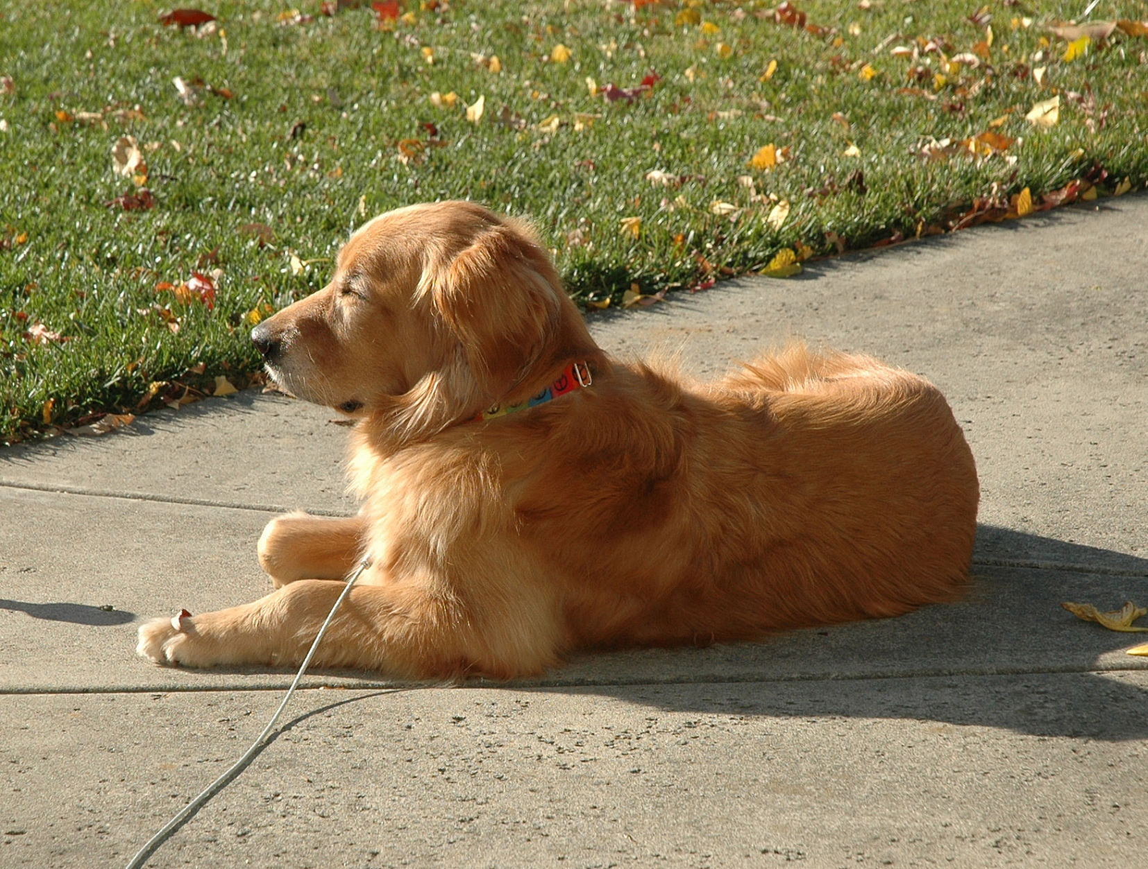 Pic of the Litter: Glinda